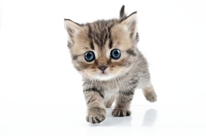 Küçük yavru kedi PNG Imaj
