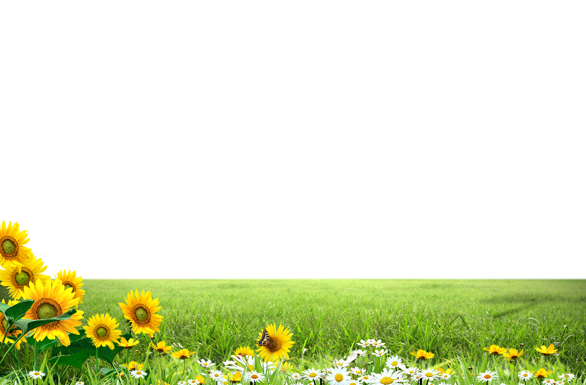 Meadow Greenscape PNG Transparent Image