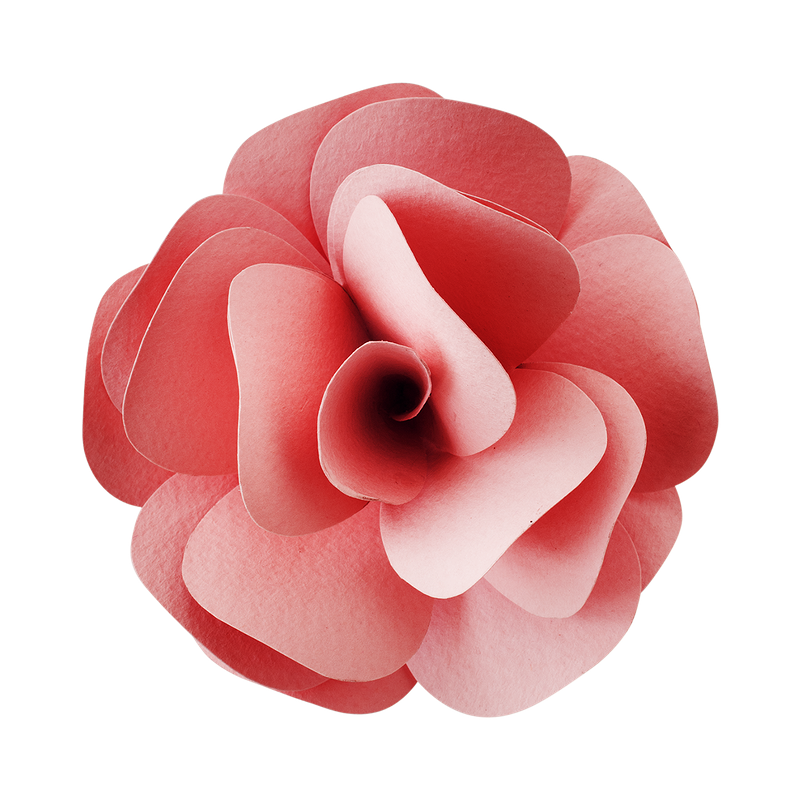 Photos pneumatiques de fleur frangipani rose