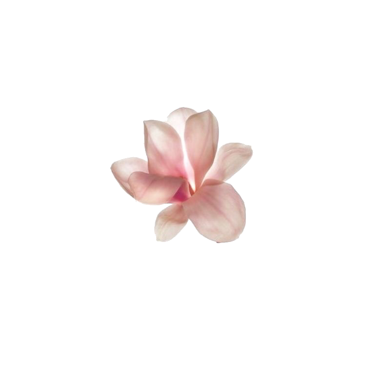 Pink Frangipani Flower PNG Transparent Image