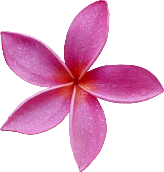 Fichier PNG de frangipani rose