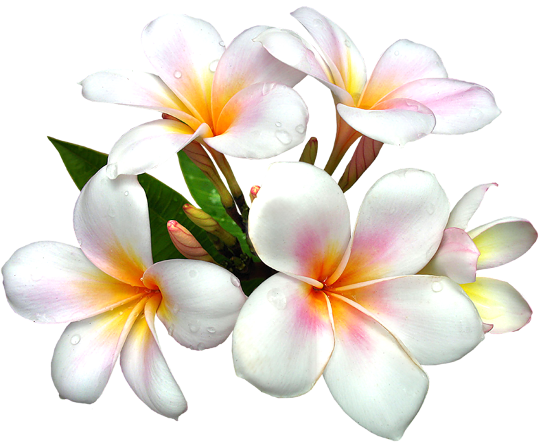 Pink frangipani PNG image