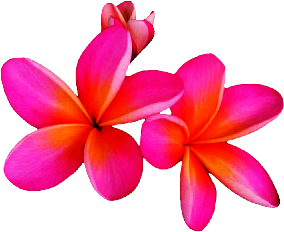Foto pink frangipani PNG
