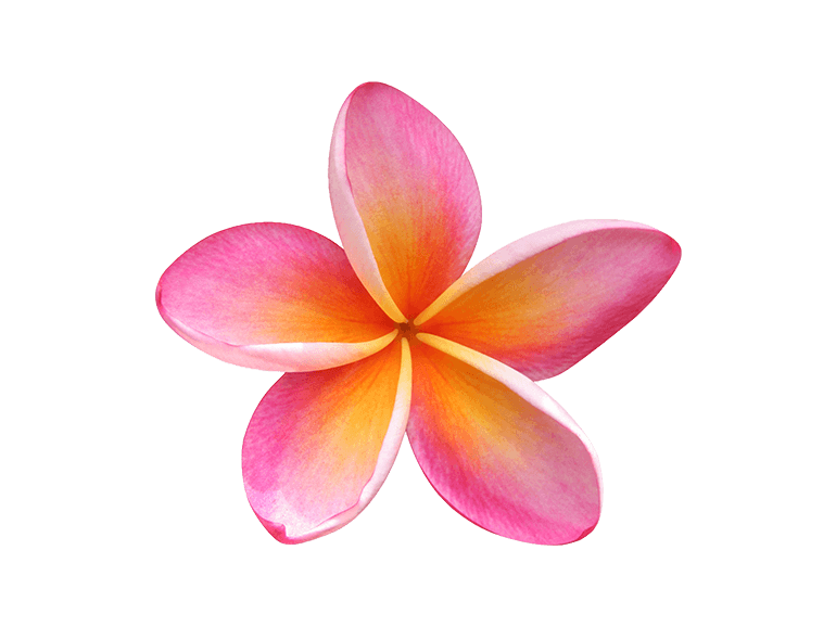 Image Transparente rose frangipani PNG