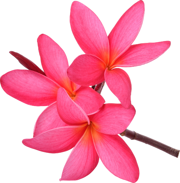 Latar belakang Transparan frangipani merah muda