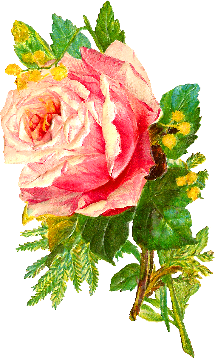 Fichier PNG de fleur rose rose