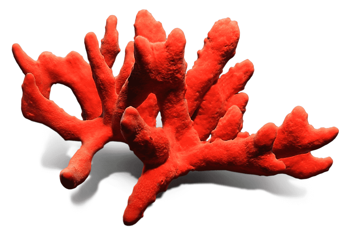 Kostbare rode koraal PNG Clipart