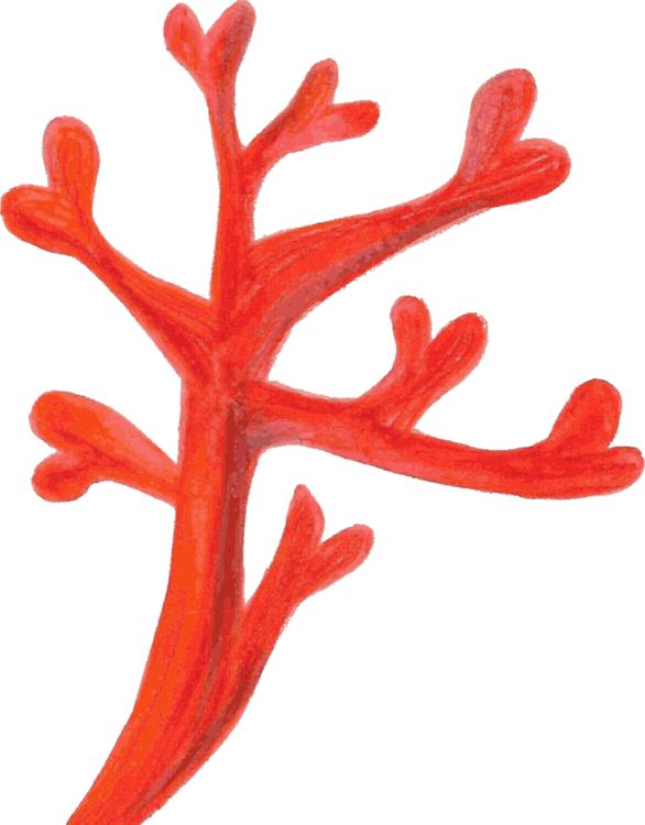 Precious Imagen PNG de coral rojo