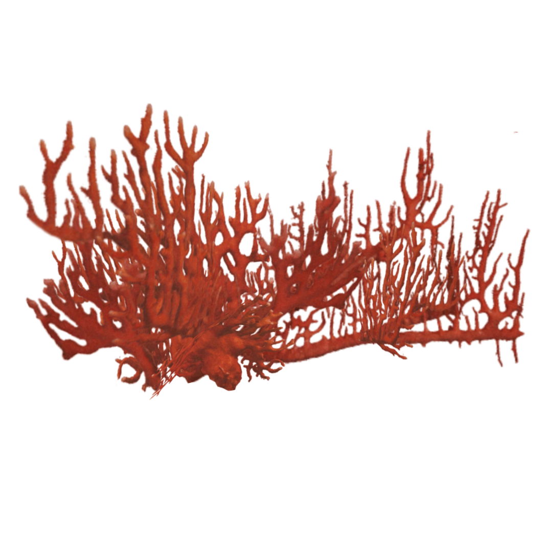Red Coral PNG Free Download