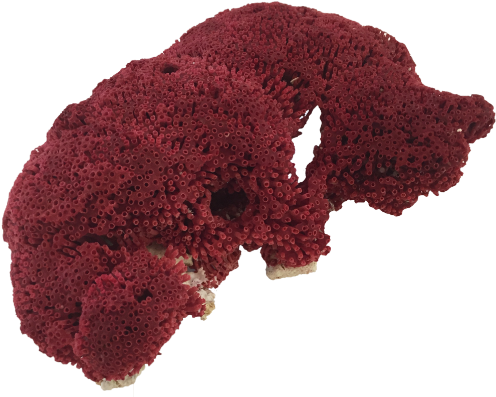 Rode koraal PNG Fotos