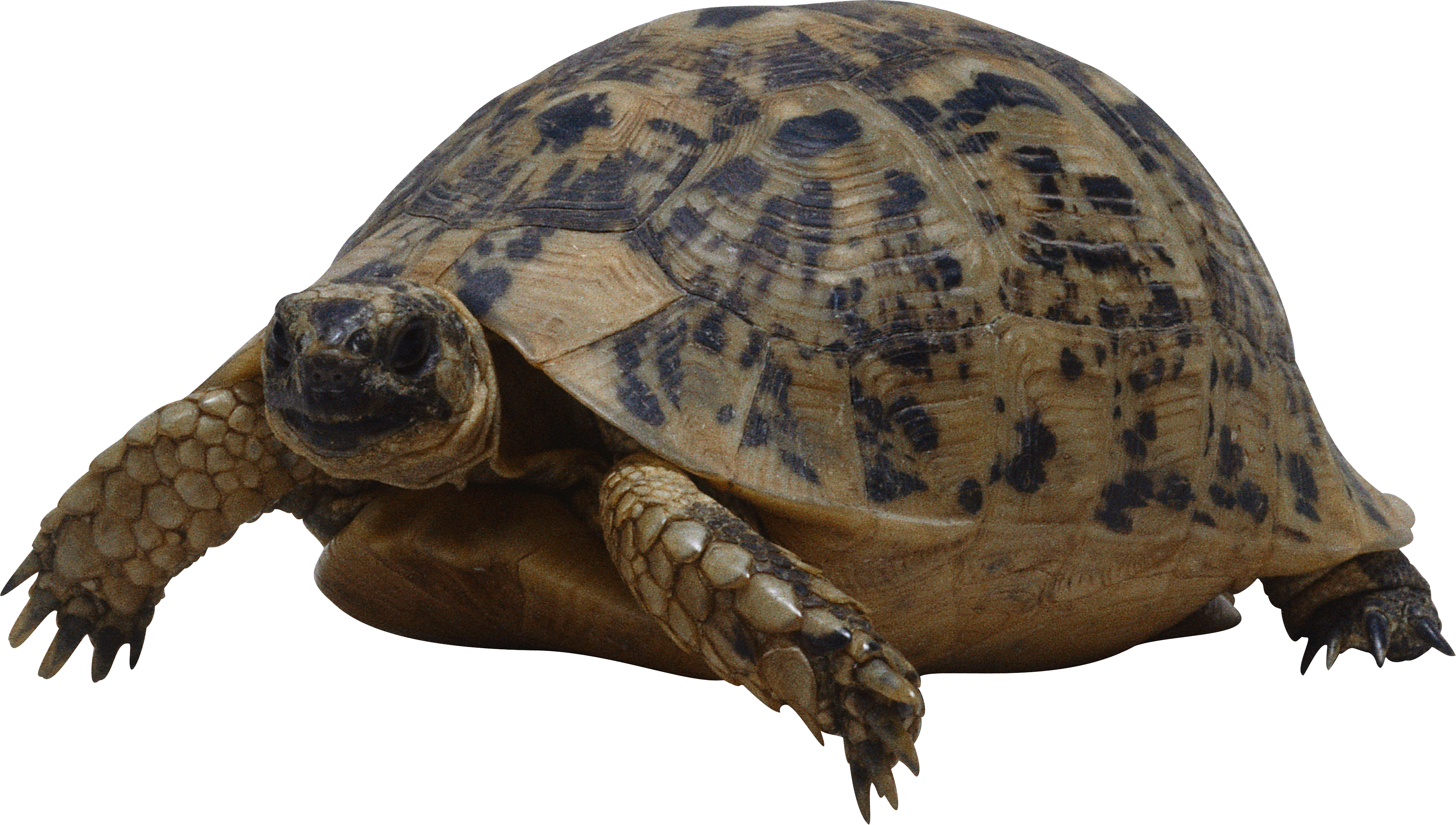 Морская черепаха PNG-файл
