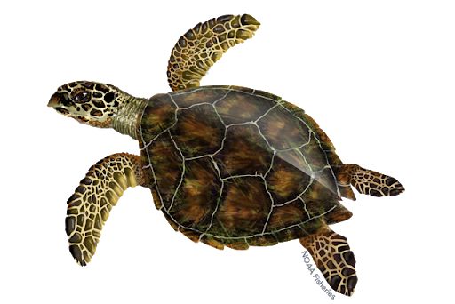 Морская черепаха PNG скачать бесплатно