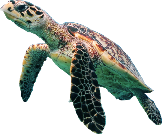Морская черепаха PNG HD