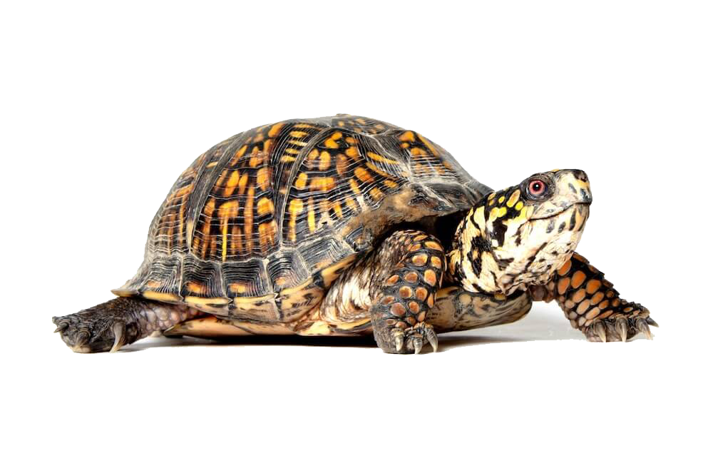 Морская черепаха PNG Image