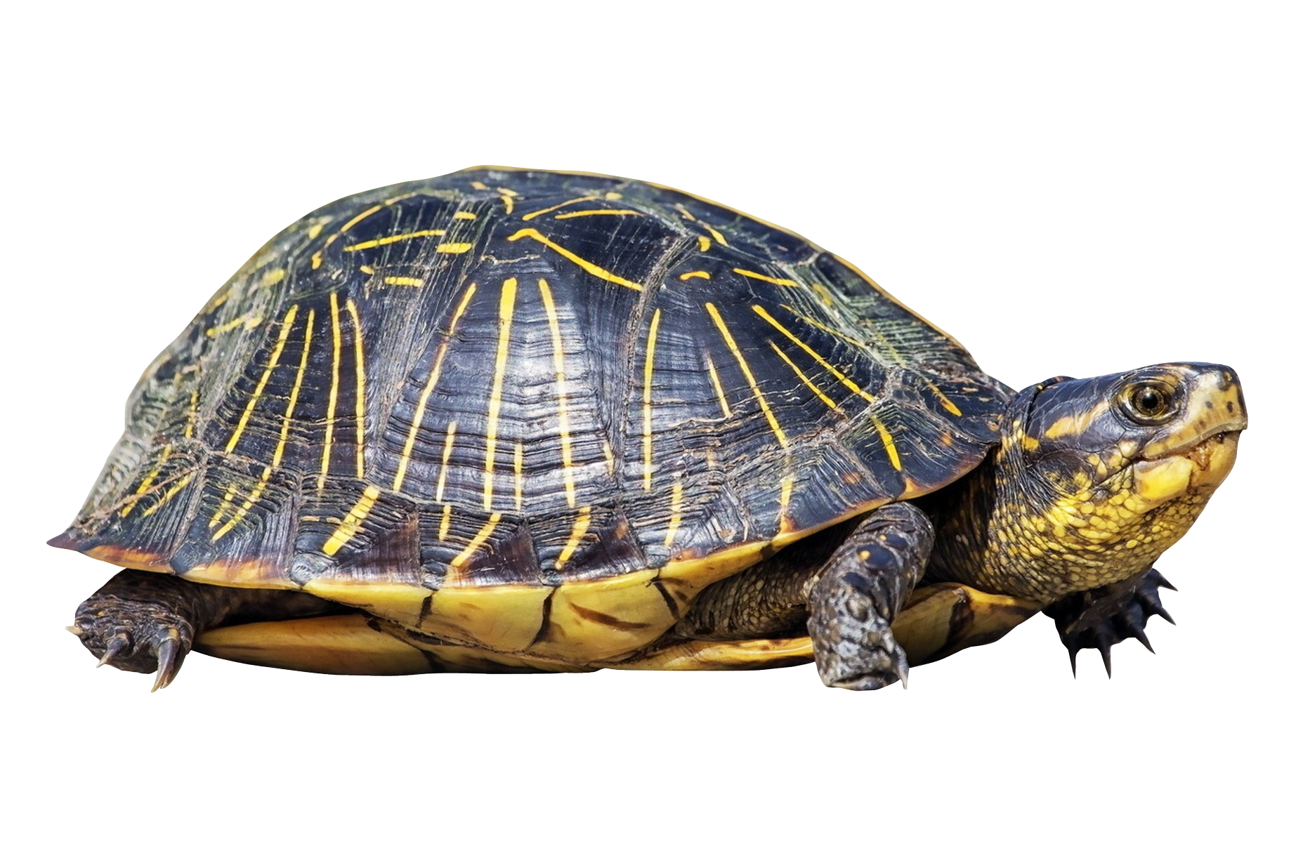 Sea Turtle PNG-Fotos
