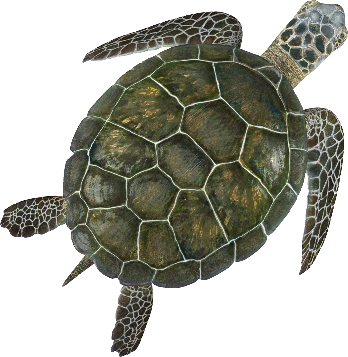Морская черепаха PNG прозрачное изображение