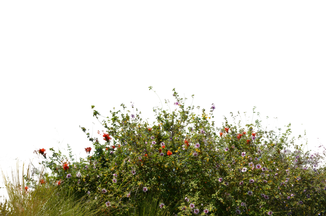Spring Meadow PNG File