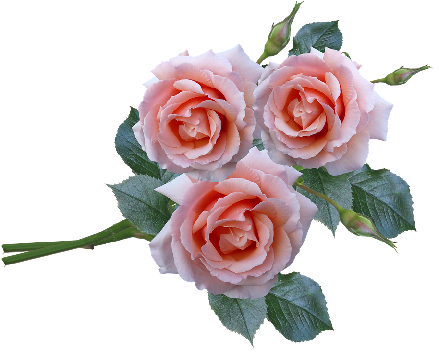 Frühlingsrosa Rose Blume Bündel PNG Transparentes Bild