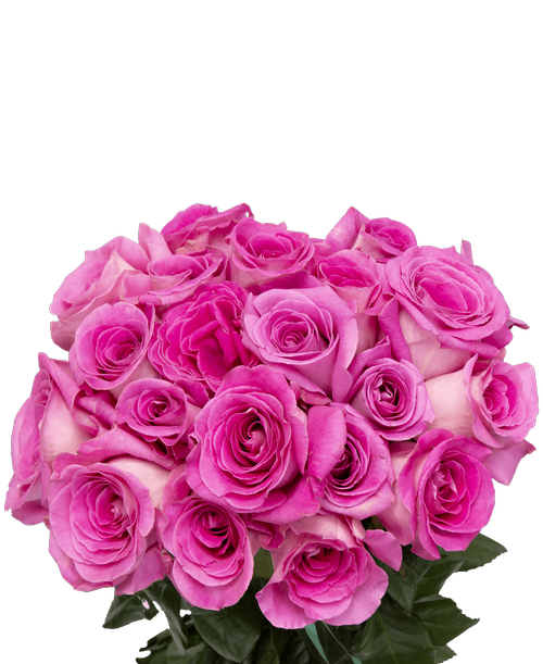 Frühlingsrosa Rose Blume Bündel Transparenter Hintergrund