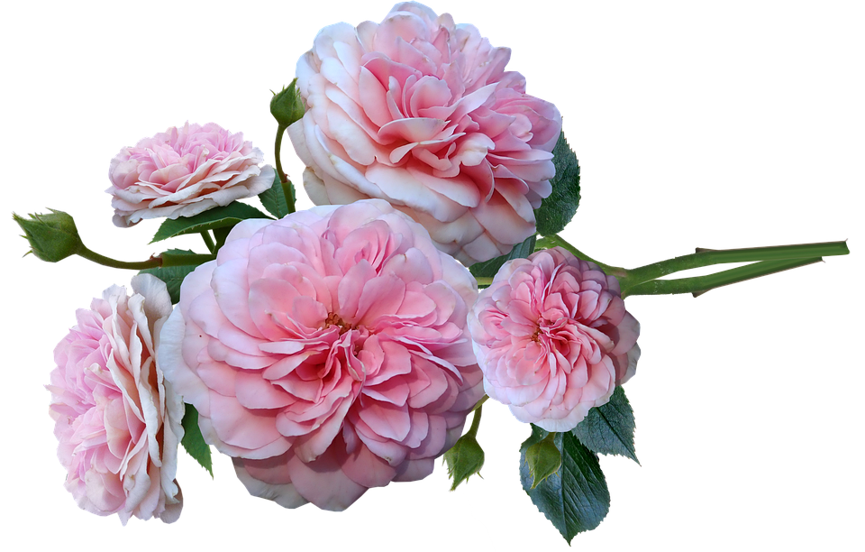 Rosa rosa rosa flor racimo PNG transparente