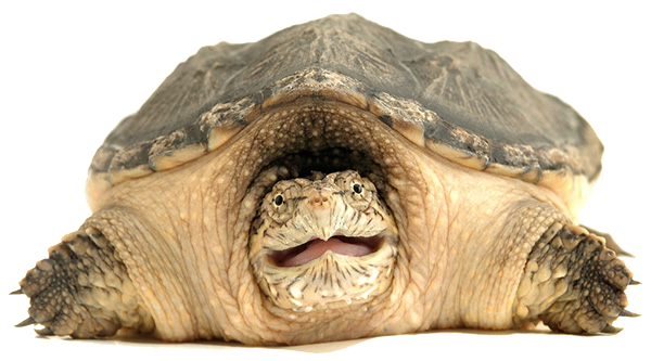 Turtle PNG Файл