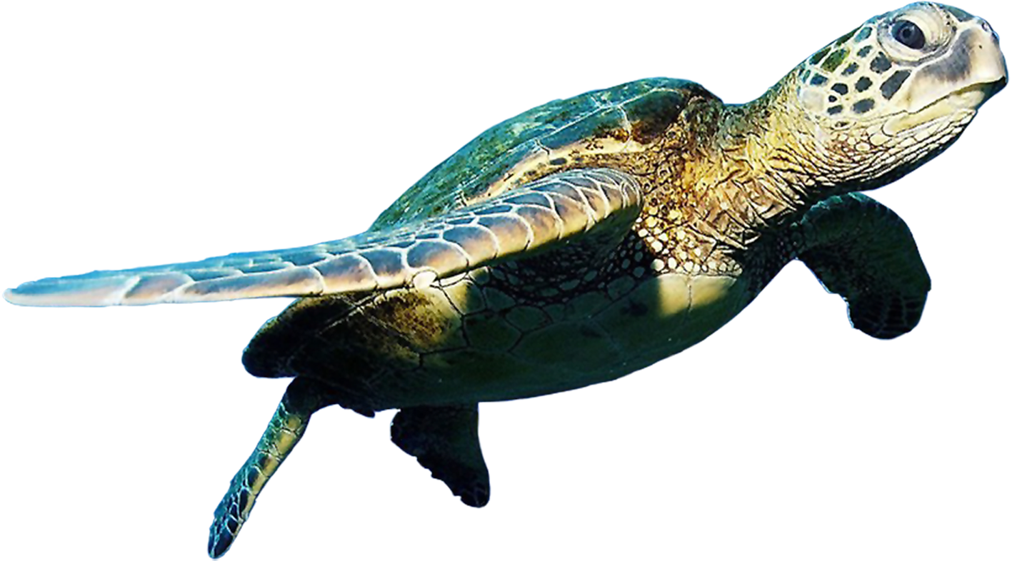 Черепаха PNG HD