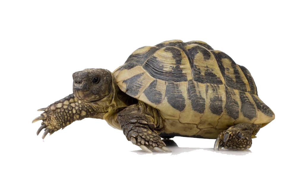 Черепаха PNG Image