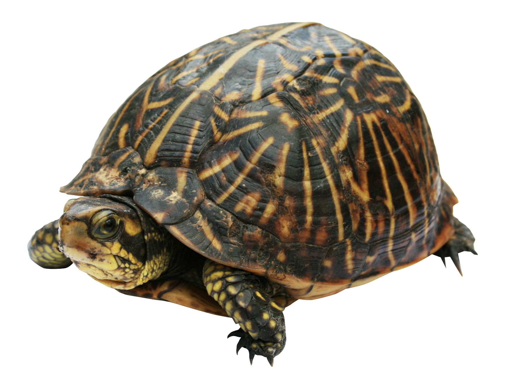 ภาพถ่าย PNG Turtle