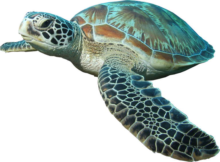Schildpad PNG Pic