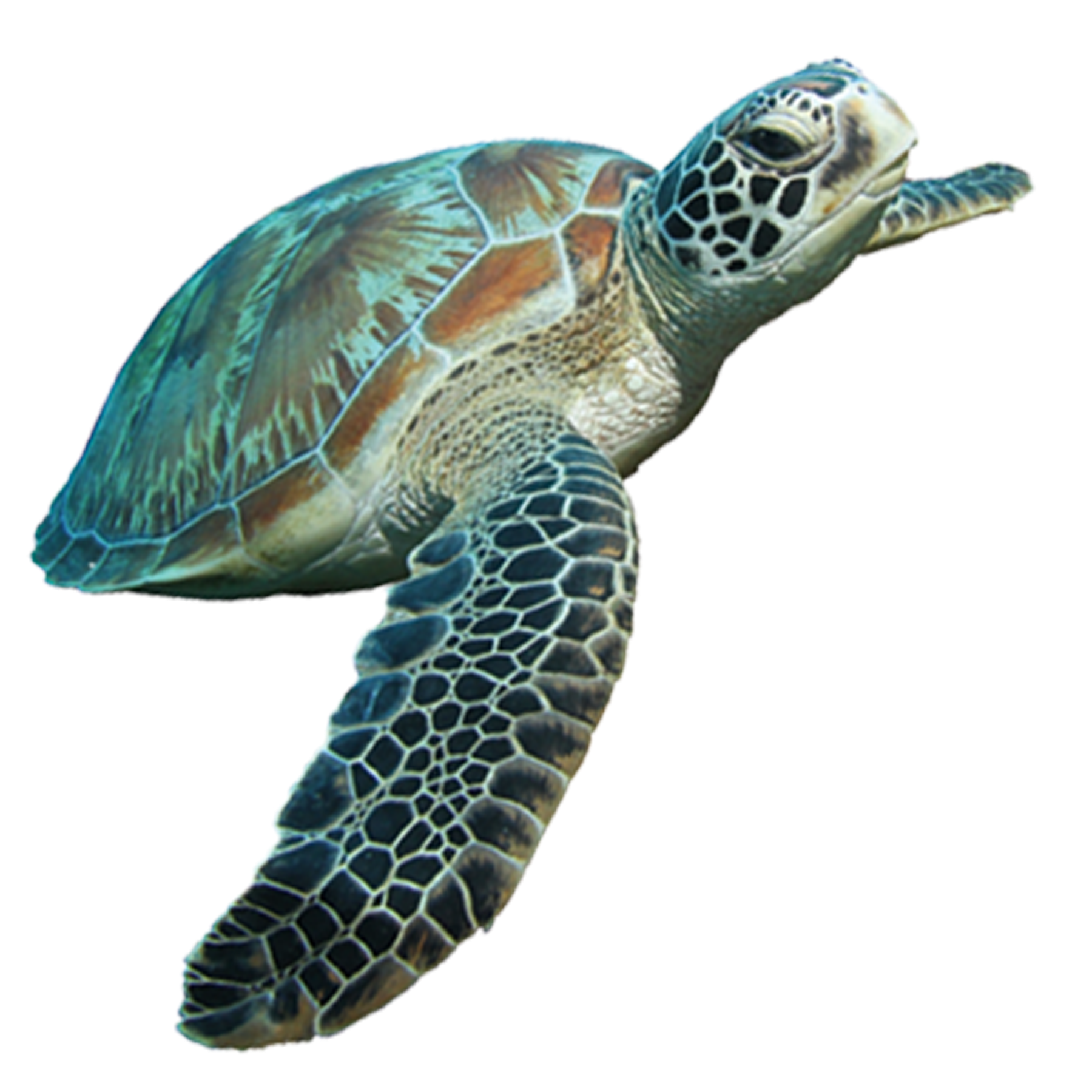 Черепаха прозрачный PNG