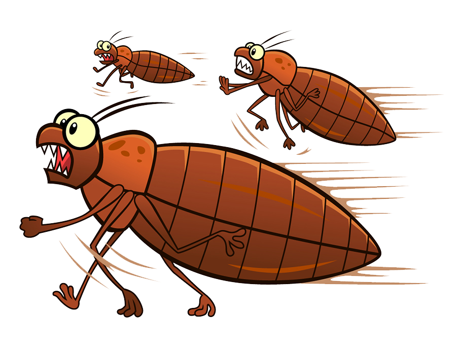 Vector bed bug Transparant PNG