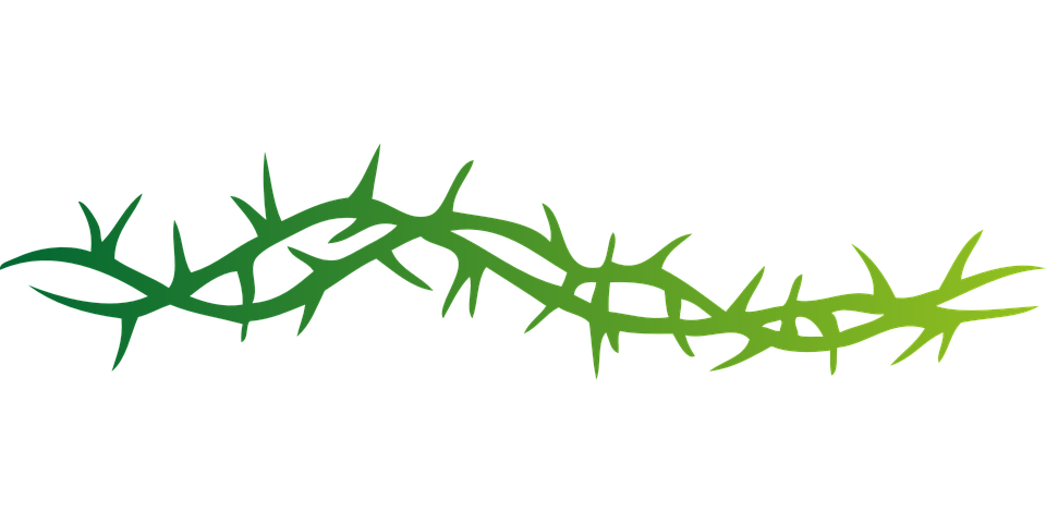 Vector Prickle PNG Picture
