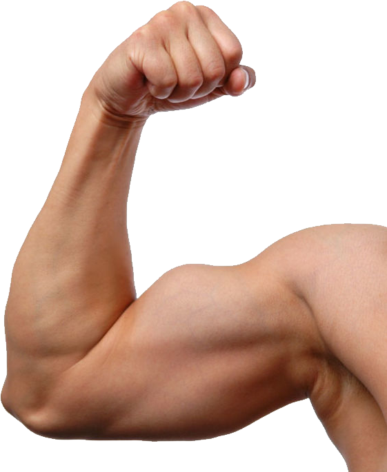 Biceps Muscle PNG Pic