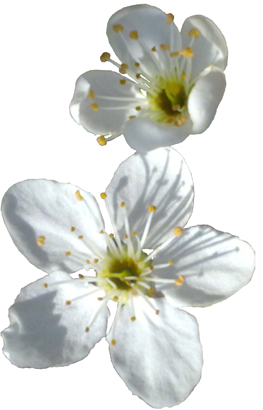 Bloom Spring Flower PNG Clipart