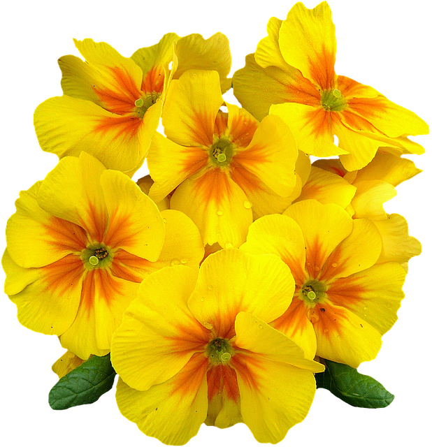 Bloom Flor de primavera Transparente PNG
