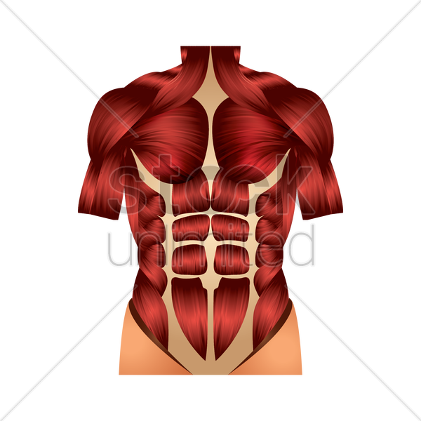 Мышцы тела PNG Clipart