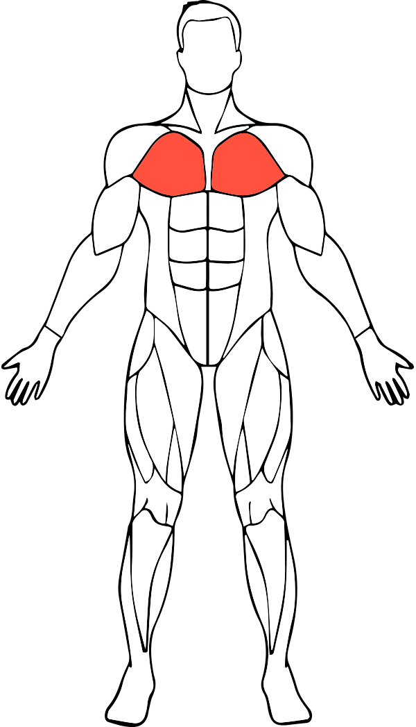 Мышцы тела PNG Image