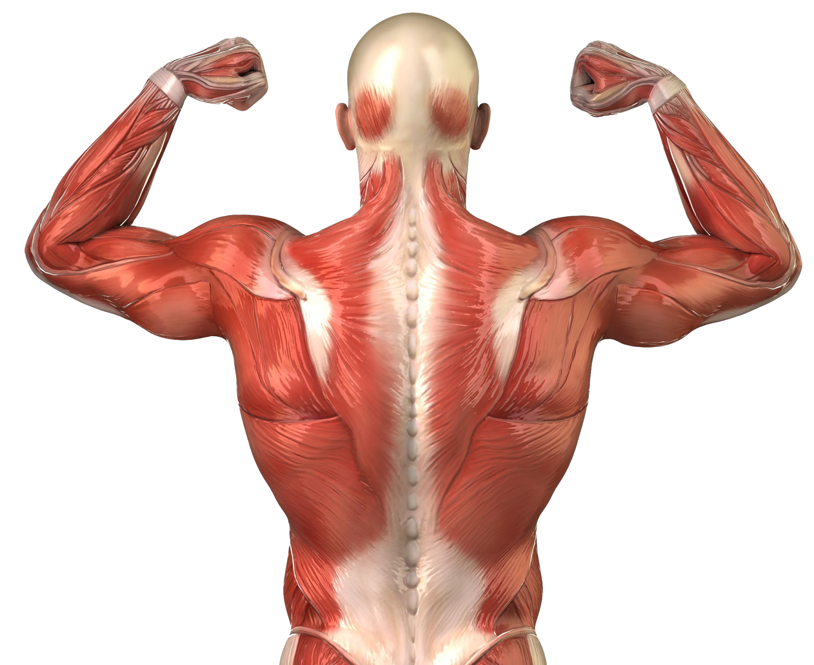 Body Muscles Transparent Background