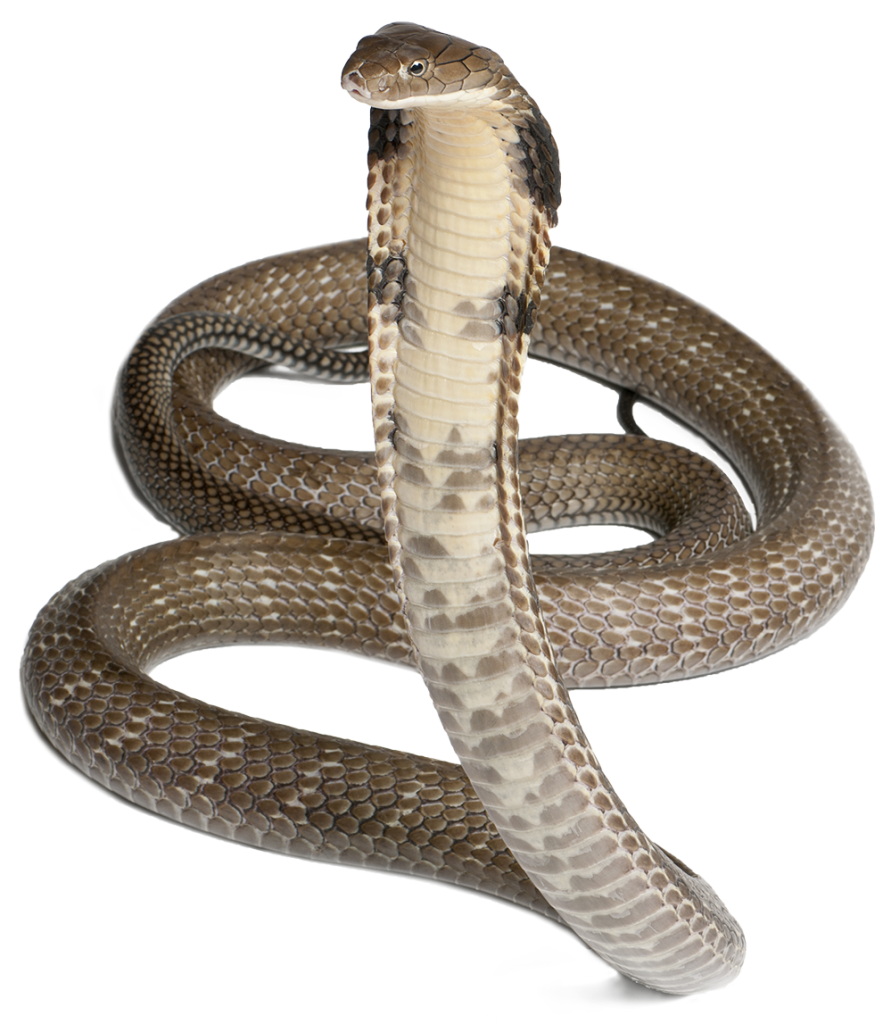 코브라 뱀 PNG 사진