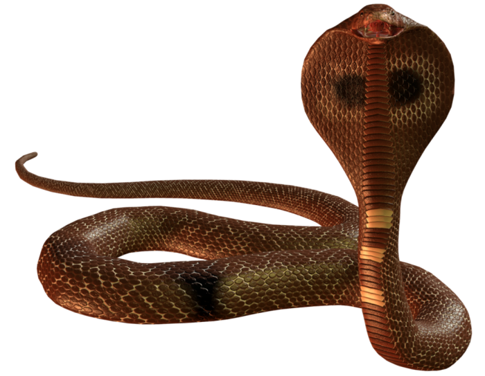 코브라 뱀 PNG 그림