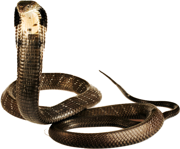 Cobra Snake PNG Transparent Image