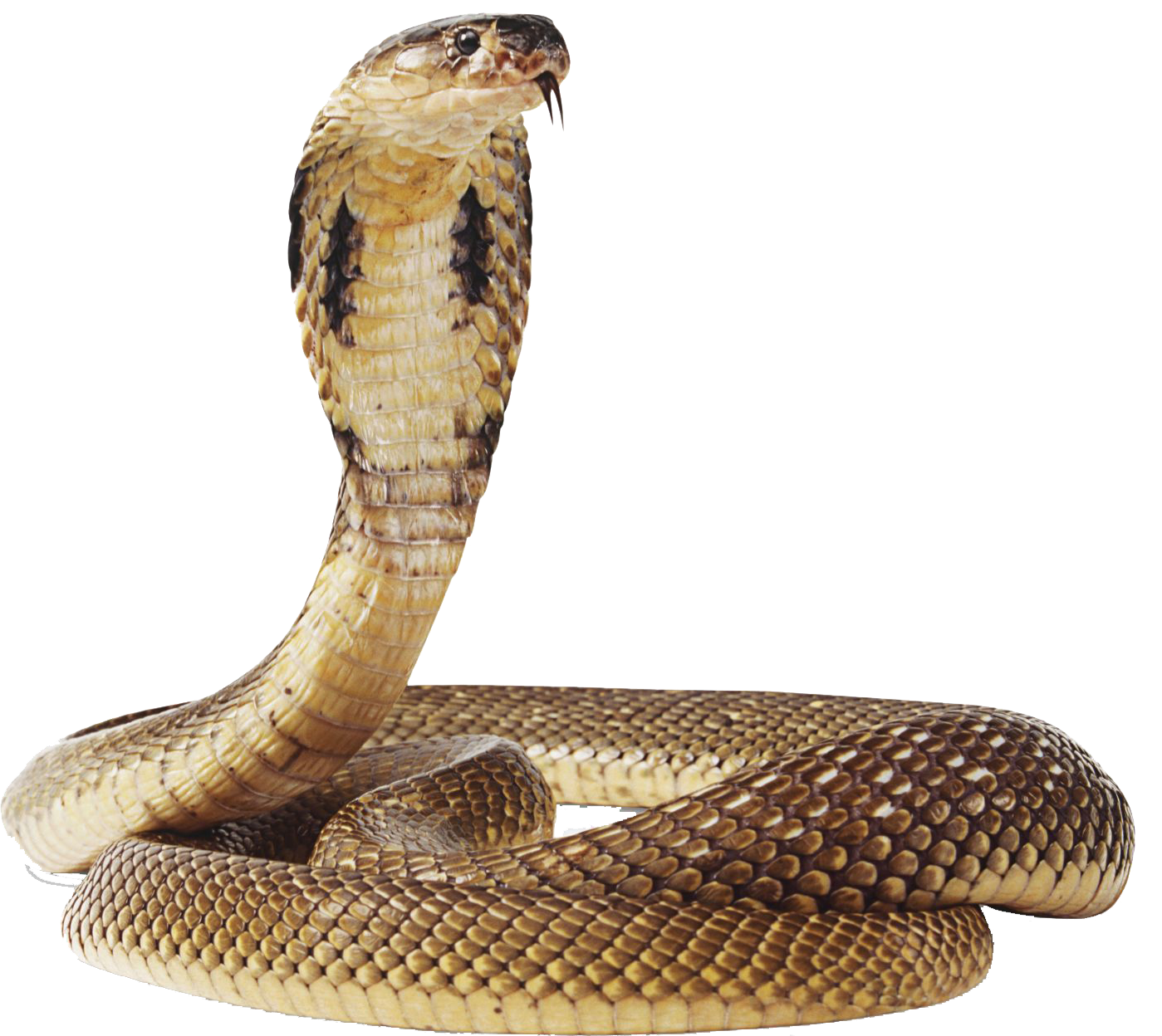 Cobra Snake Transparente PNG