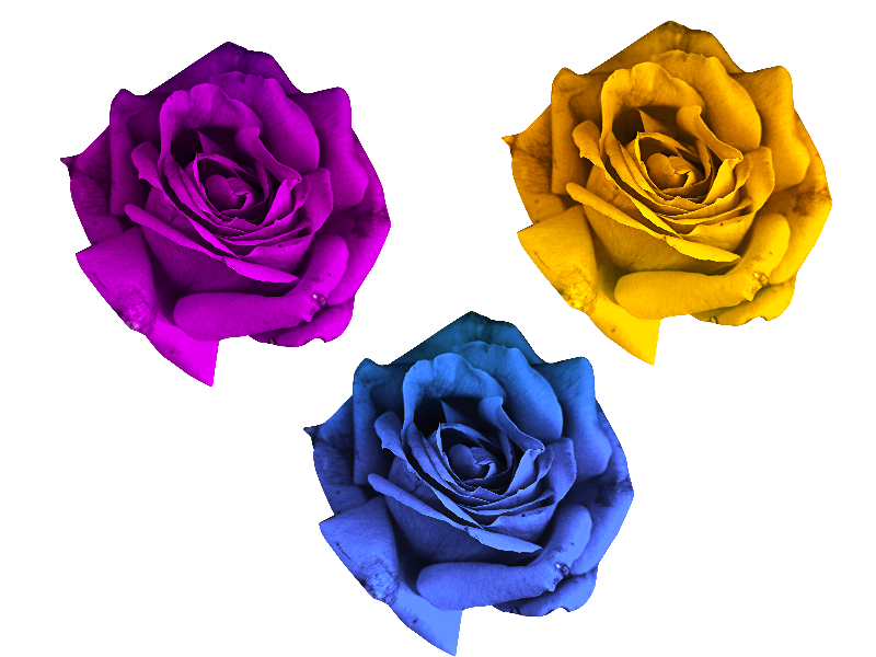 Renkli gül çiçek şeffaf arka plan