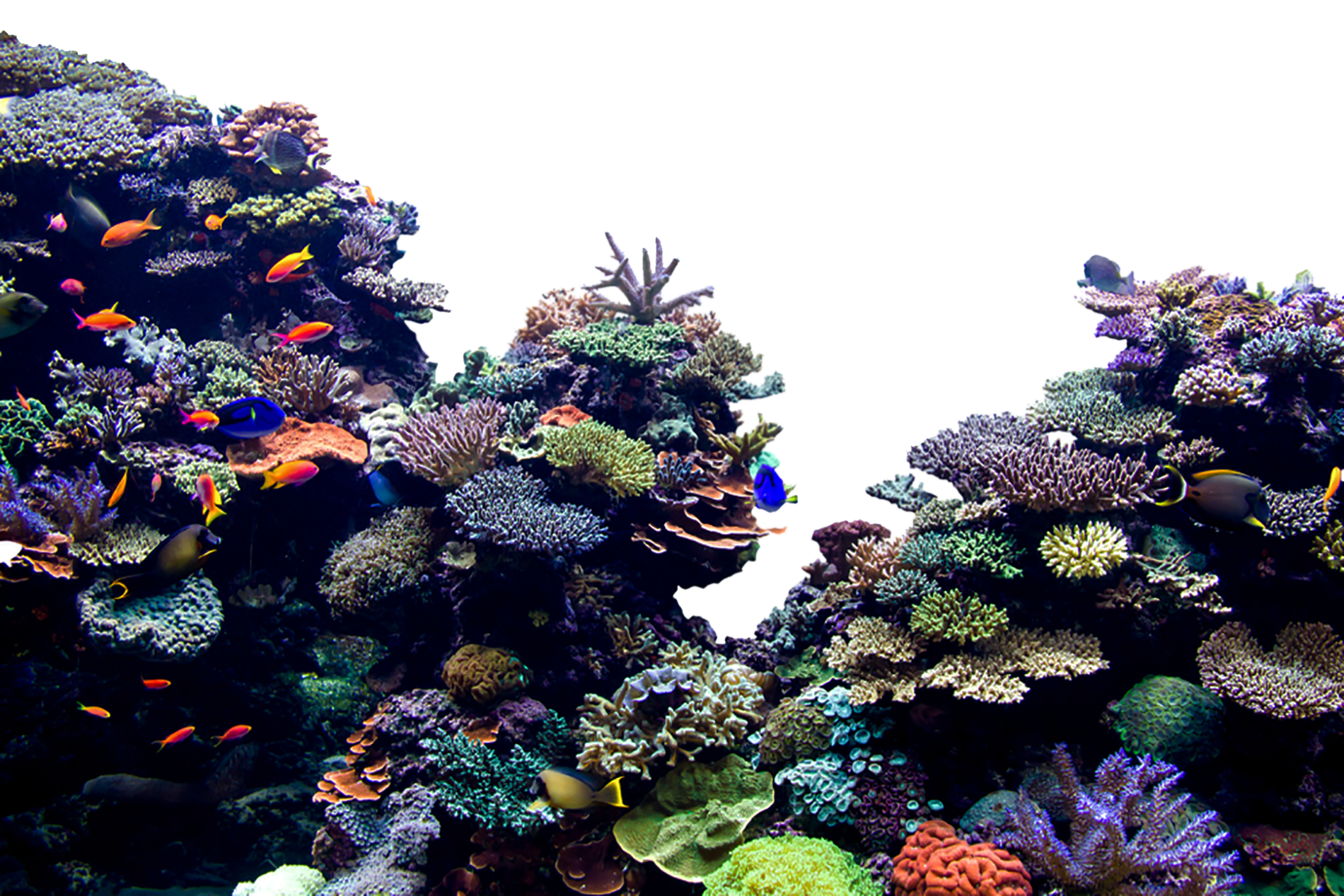 Coral Reef PNG Pic
