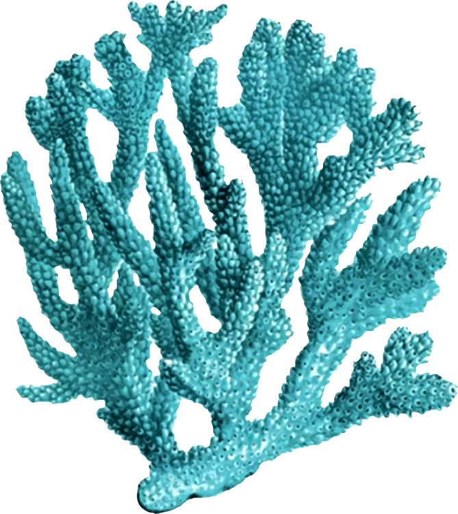 Fundo transparente de recife de coral