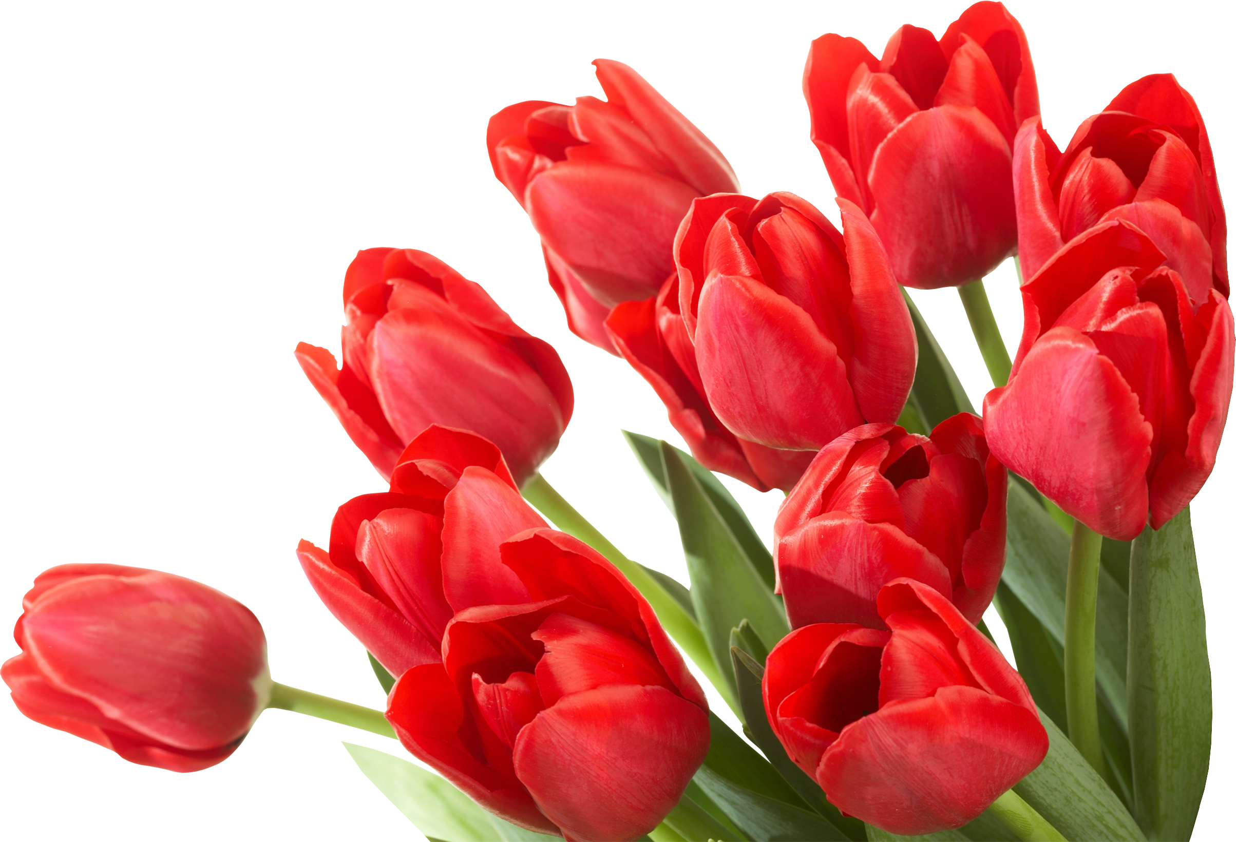 Цветочный весенний цветок PNG-файл