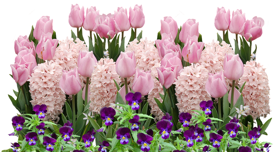 Цветочный весенний цветок PNG Фотографии