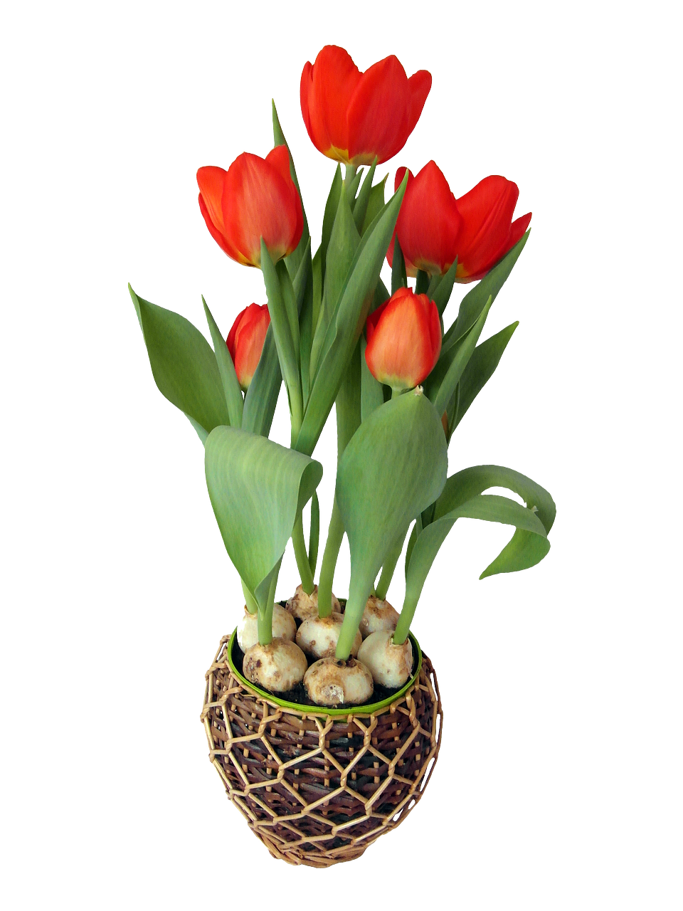 Fresh Red Tulip PNG Clipart