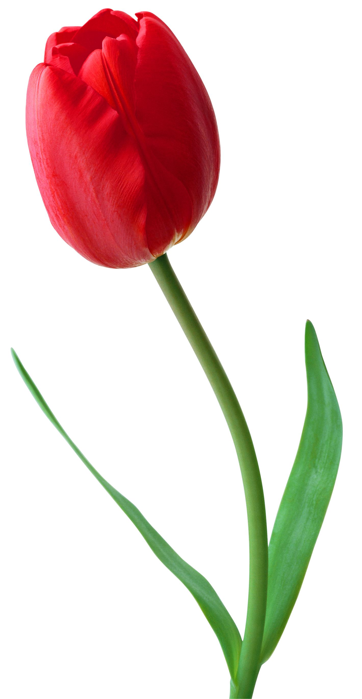 Gambar PNG tulip merah segar