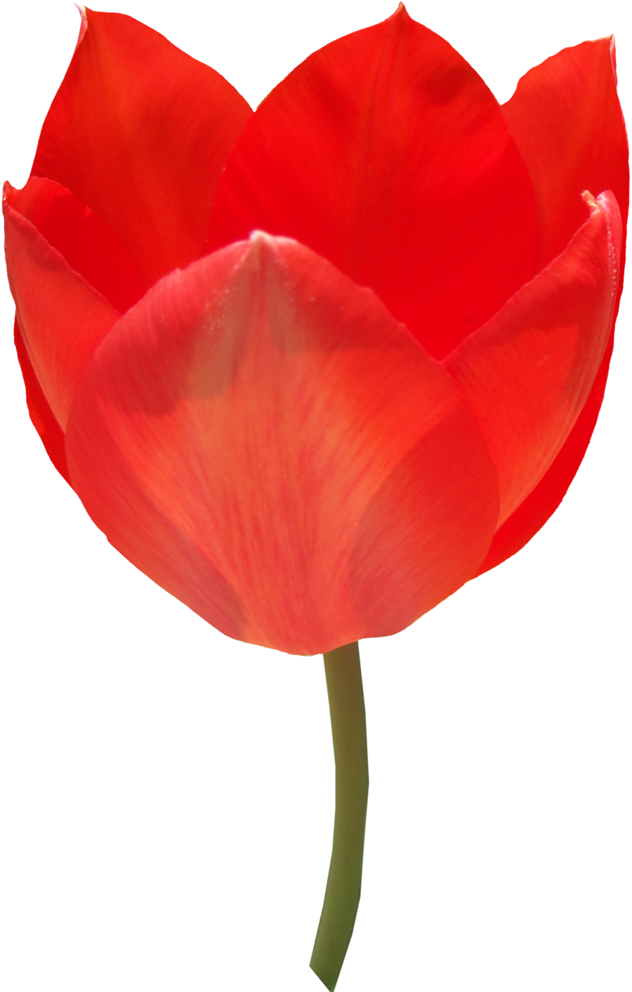 Свежий красный тюльпан PNG фото